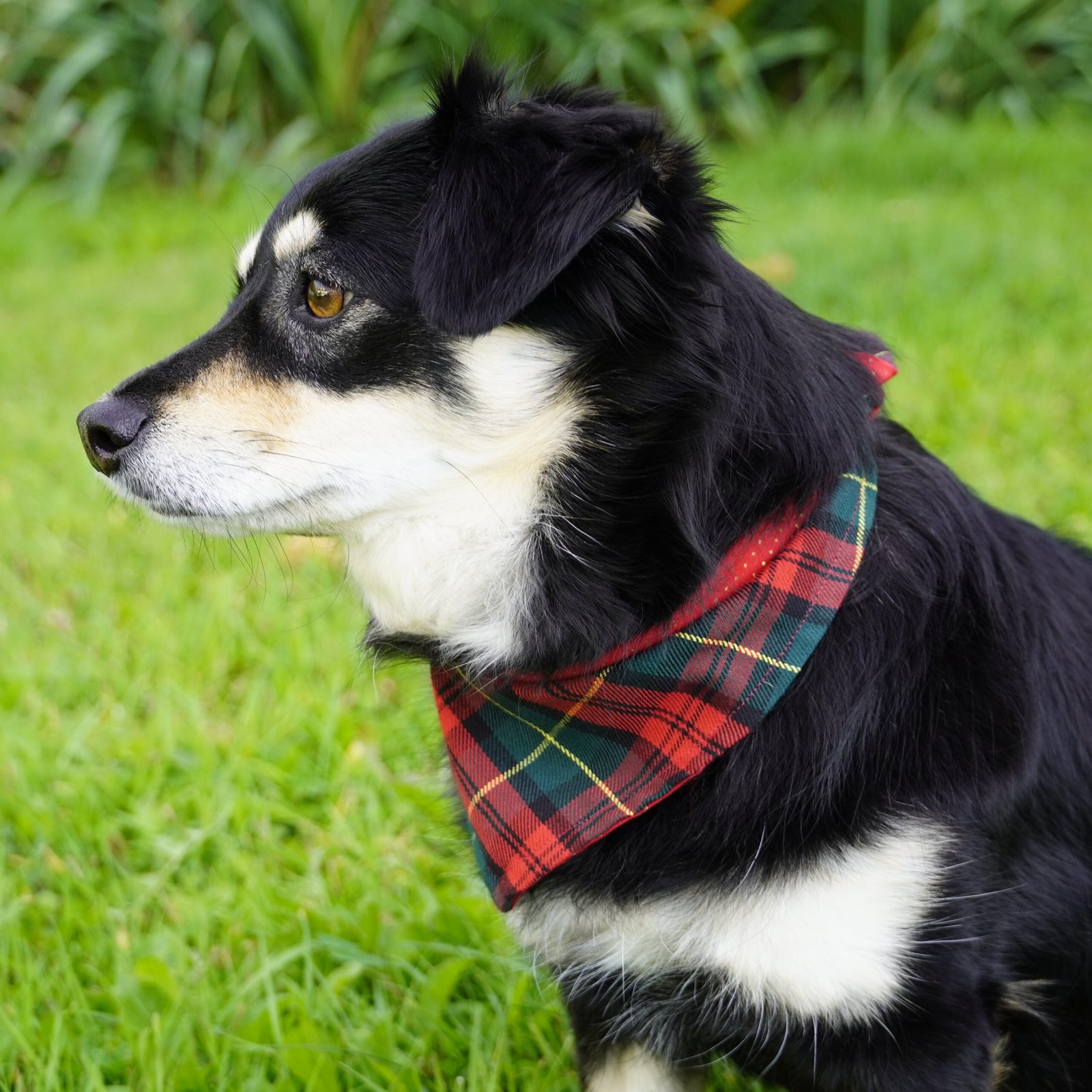 festive tartan reversible bandana festive tartan reversible bandana